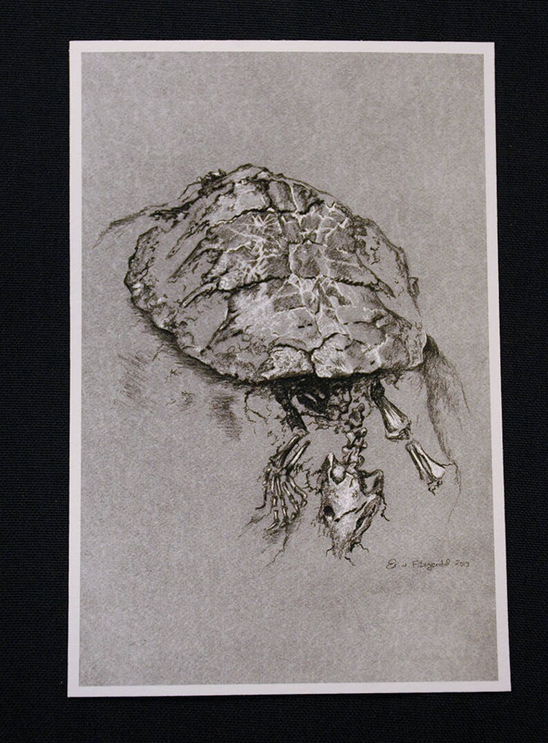 The turtle Michelangelo small print