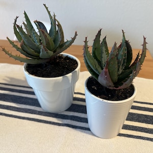 Aloe Peglerae - 2 Pack RARE - Care Instructions Included - Fez Aloe - Collectors Aloe - Endangered Species