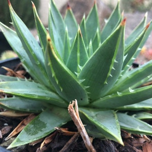 Aloe Polyphylla Seeds - RARE 1, 5, OR 10 Pack - Endangered Species South African Aloe - Authentic REAL Seeds - Sowing Seed & Care Guide