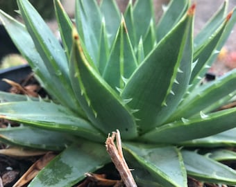 Aloe Polyphylla Seeds - RARE 1, 5, OR 10 Pack - Endangered Species South African Aloe - Authentic REAL Seeds - Sowing Seed & Care Guide