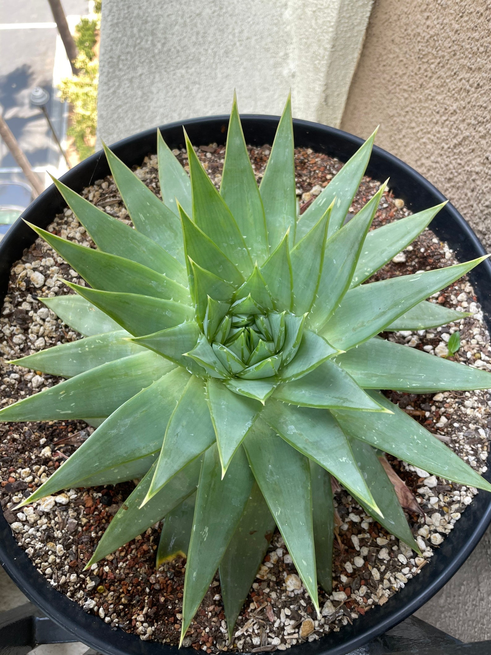 Aloe Polyphylla RARE Live Aloe Plant Care Instructions Etsy