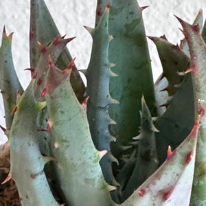 Aloe Peglerae - RARE - Care Instructions Included - Fez Aloe - Collectors Aloe - Endangered Species