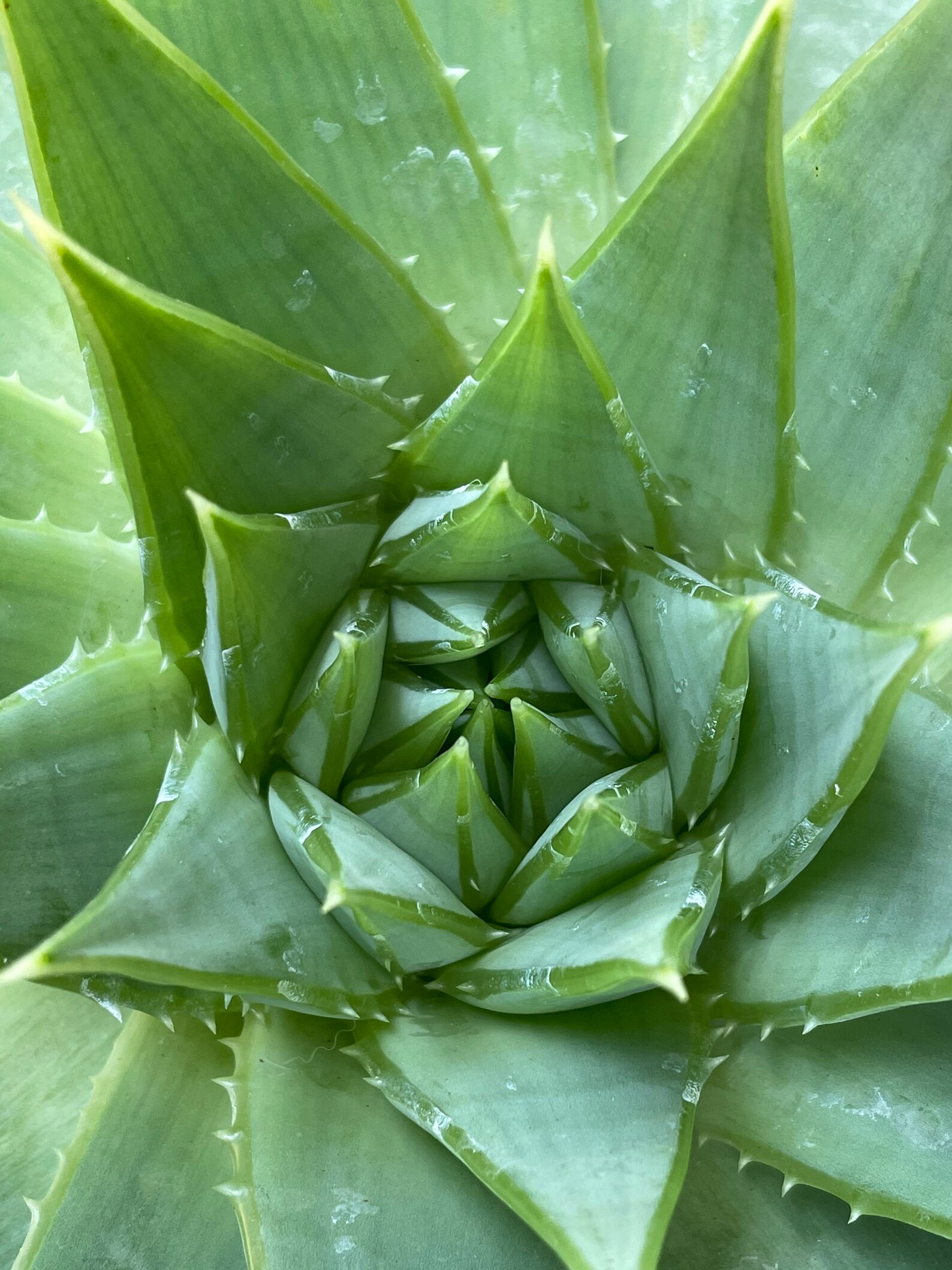 Aloe Polyphylla RARE Live Aloe Plant Care Instructions Etsy