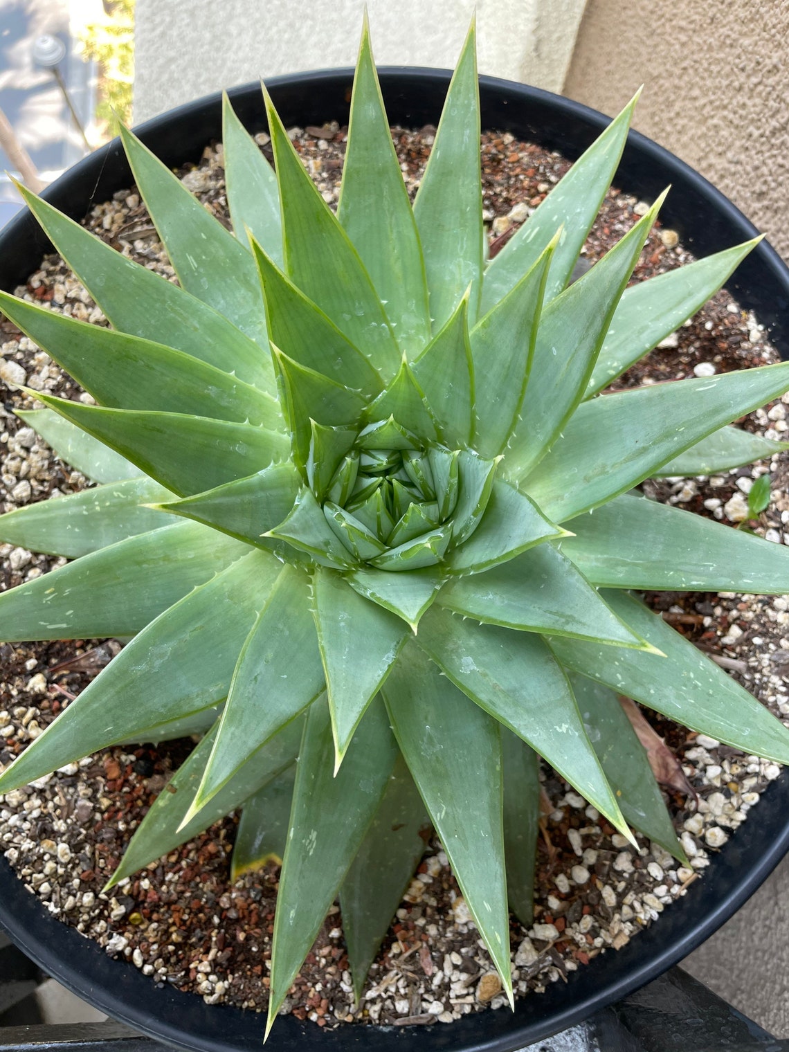 Aloe Polyphylla RARE Live Aloe Plant Care Instructions Etsy
