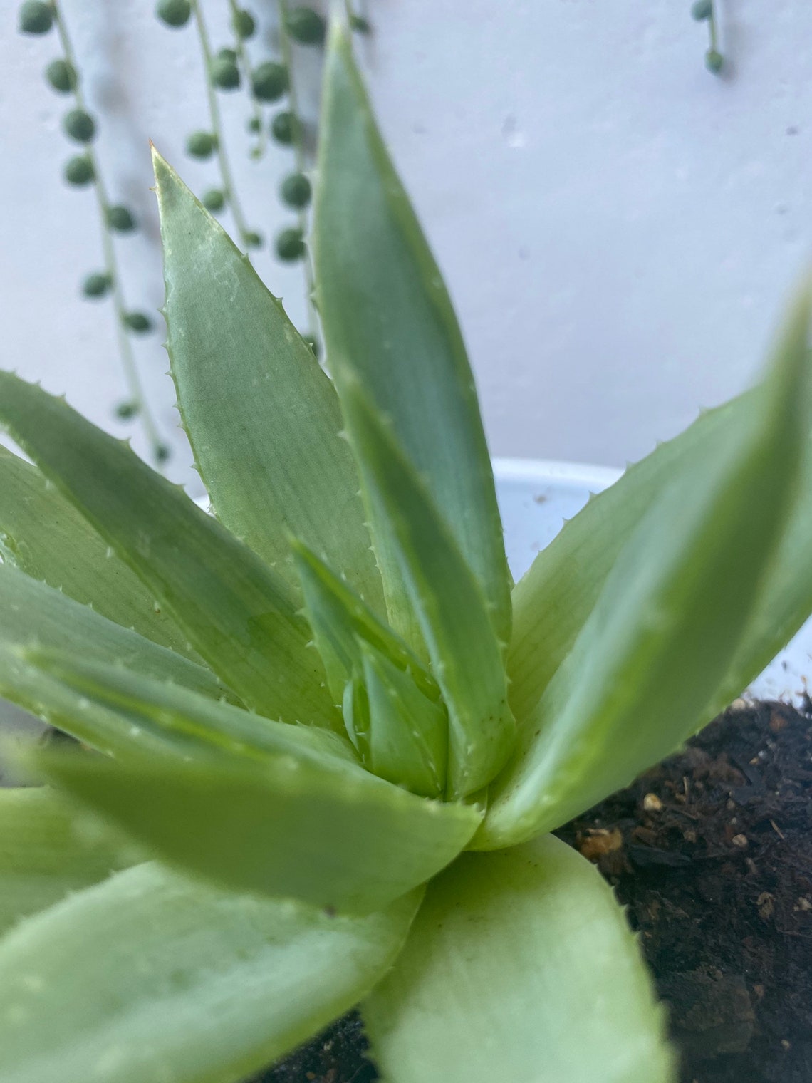 Aloe Polyphylla RARE Live Aloe Plant Care Instructions Etsy