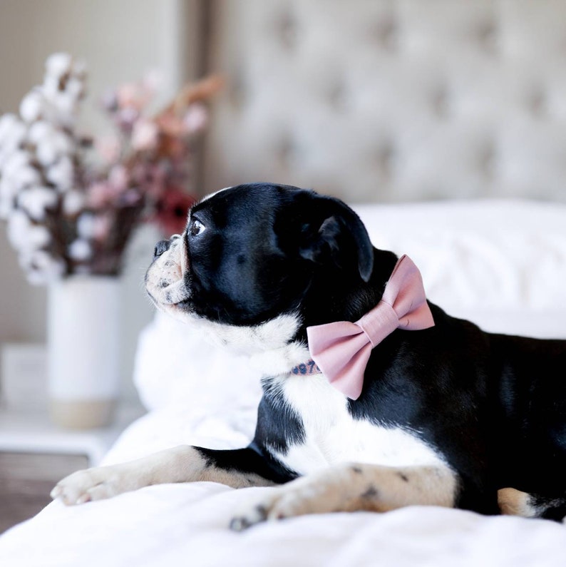 17+ Dog Bow Tie Ideas For Aussie Dogs