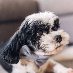 May include: A small black and white dog wearing a light blue bow tie. The dog has a fluffy white face and black fur around its eyes.