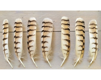 Rare Canadian Great Horned Owl tailfeathers. Ethically sourced from molt, cleaned and restored