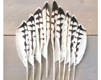 Very rare falcon feathers. High quality Gyr. Ethically sourced from molt. Cleaned and restored