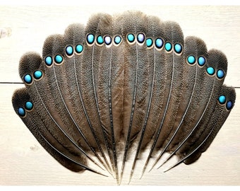 Germain Peacockpheasant feathers. Ethically sourced from molt. Cleaned and restored