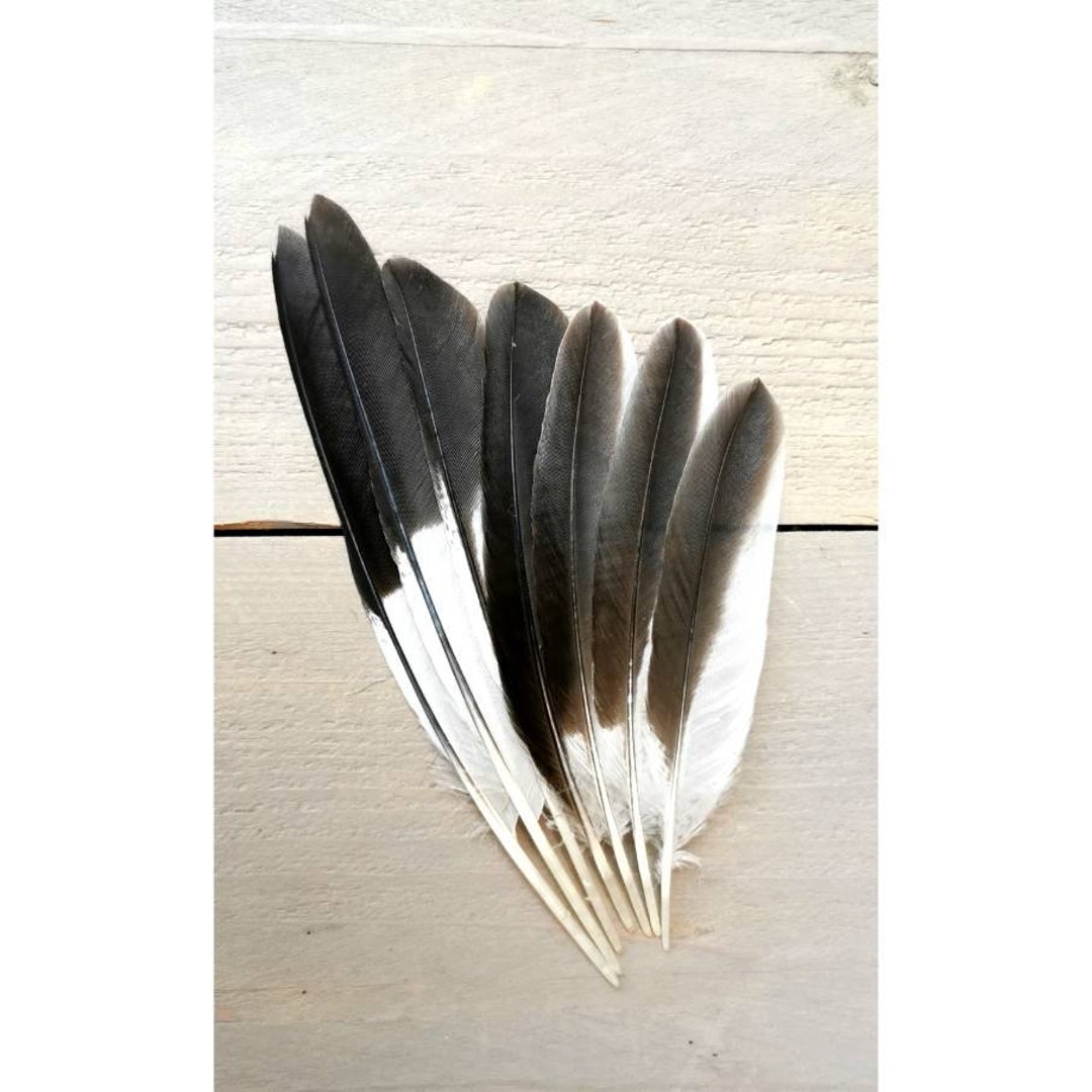 Kookaburra Wing Feathers. Ethically Sourced From Molt. Cleaned and