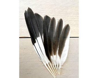 Kookaburra wing feathers. Ethically sourced from molt. Cleaned and restored.