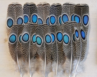 La cola del faisán pavo real de Palawan cubre plumas. Plumas individuales por tamaño.