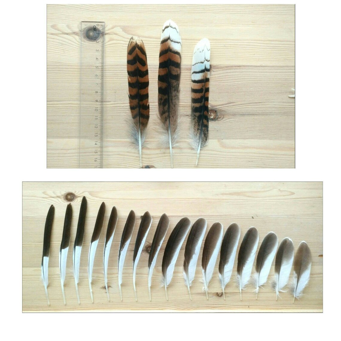 Rare Kookaburra bird feathers. Australian Kingfisher. Etsy