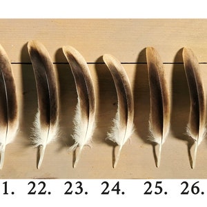 Plumas de buitre leonado pequeñas/medianas. Obtenido éticamente de la muda, limpiado y restaurado. imagen 5