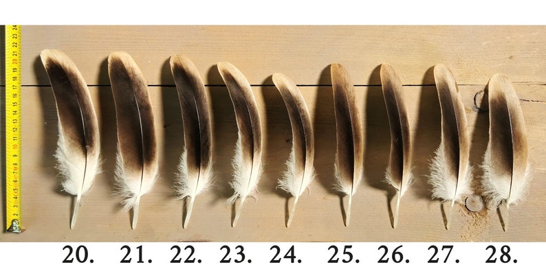 Small/medium Griffon Vulture feathers. Ethically sourced from molt, cleaned and restored. image 5