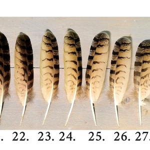 Owl feathers. Eagle. Owl. Ethically sourced from molt. Cleaned and restored zdjęcie 5