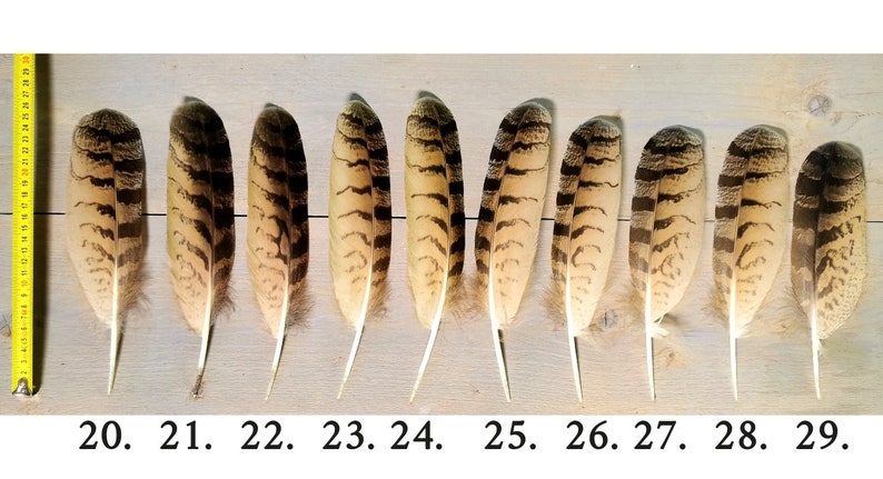 Owl feathers. Eagle. Owl. Ethically sourced from molt. Cleaned and restored zdjęcie 5