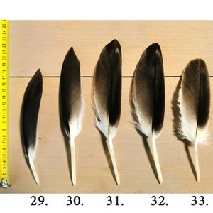 Small/medium Griffon Vulture feathers. Ethically sourced from molt, cleaned and restored. image 7