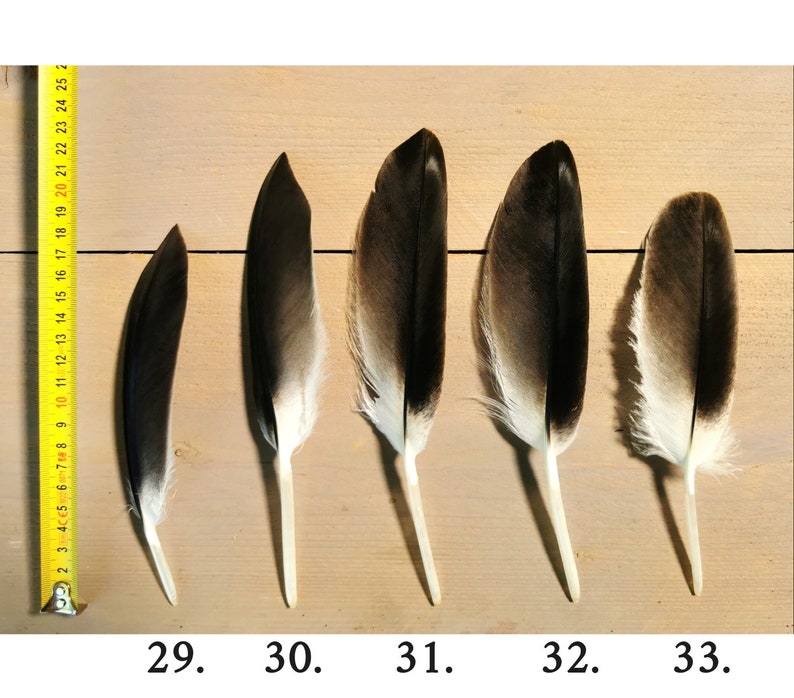 Small/medium Griffon Vulture feathers. Ethically sourced from molt, cleaned and restored. image 7