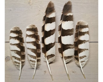 Plumas raras de búho real manchado/Bubo africanus de origen ético