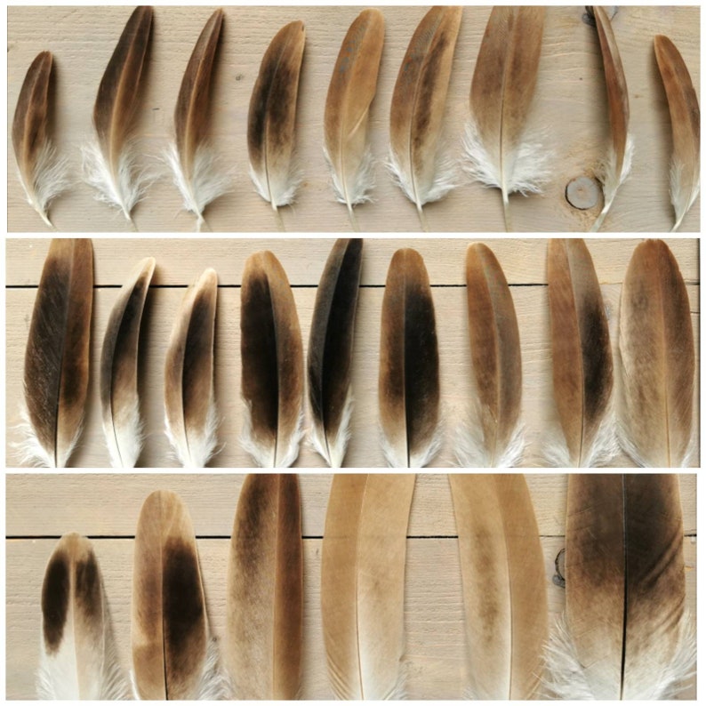 Plumas de buitre leonado pequeñas/medianas. Obtenido éticamente de la muda, limpiado y restaurado. imagen 1