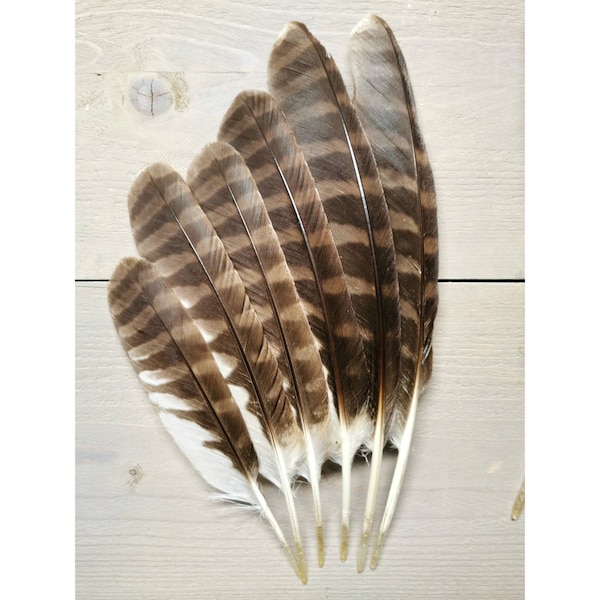 Spectacled owl feathers. Ethically sourced from molt. Cleaned and restored.