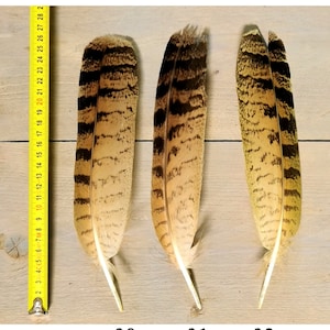 Owl feathers. Eagle. Owl. Ethically sourced from molt. Cleaned and restored zdjęcie 6