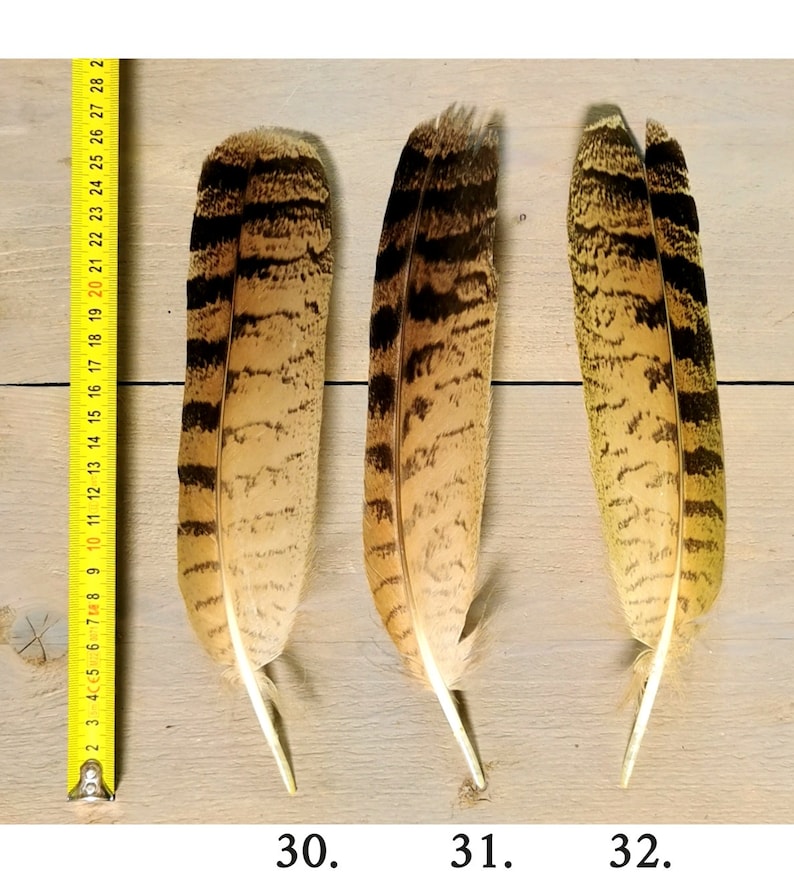 Owl feathers. Eagle. Owl. Ethically sourced from molt. Cleaned and restored zdjęcie 6