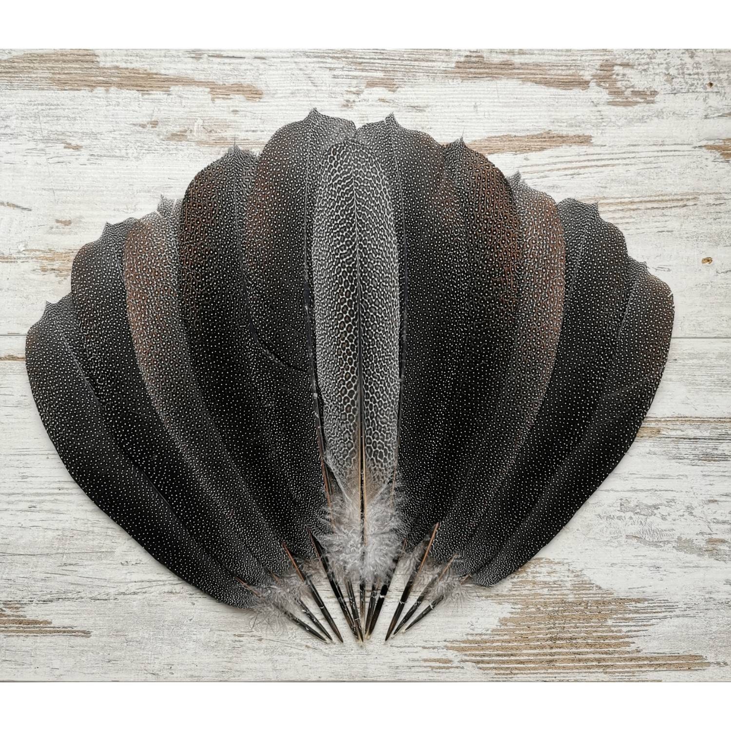 Wild Tail Feathers, 50 Pieces Natural Black and Brown Wild Merriam Turkey  Tail Wholesale Feathers bulk: 4009 -  Israel