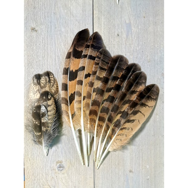 Owl Feathers Etsy