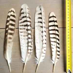 Rare falcon and kestrel tailfeathers from different species. ethically sourced from molt. cleaned and restored zdjęcie 2