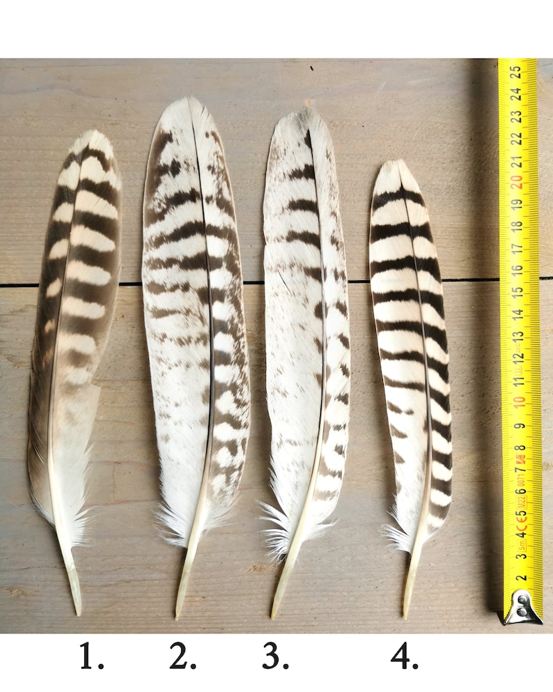 Raras plumas de cola de halcón y cernícalo de diferentes especies. Procedente éticamente de la muda. limpiado y restaurado imagen 2