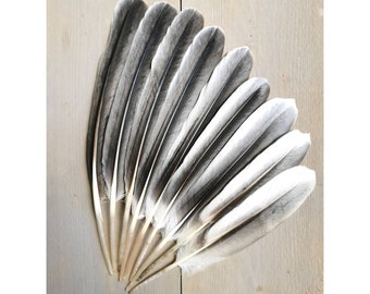 Pink Pelican feathers, thoroughly cleaned and restored. Ethically sourced during molt from multiple birds.