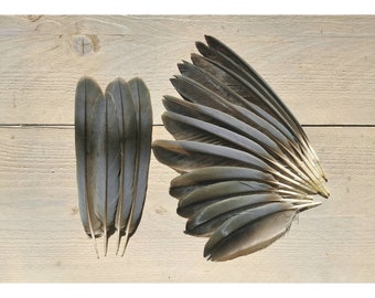 Greater Vasa parrot feathers. Wing and tail. Ethically sourced from molt. Cleaned and restored. Parrot of the old world