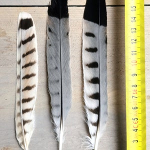 Rare falcon and kestrel tailfeathers from different species. ethically sourced from molt. cleaned and restored zdjęcie 6