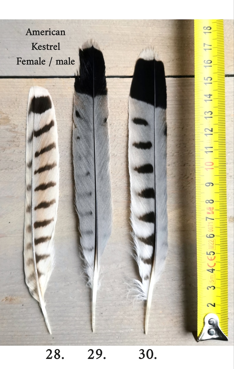 Rare falcon and kestrel tailfeathers from different species. ethically sourced from molt. cleaned and restored zdjęcie 6