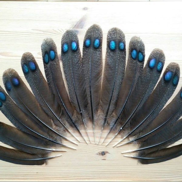 Rare female peacockpheasant tailfeathers. Ethically sourced from molt. Cleaned and restored