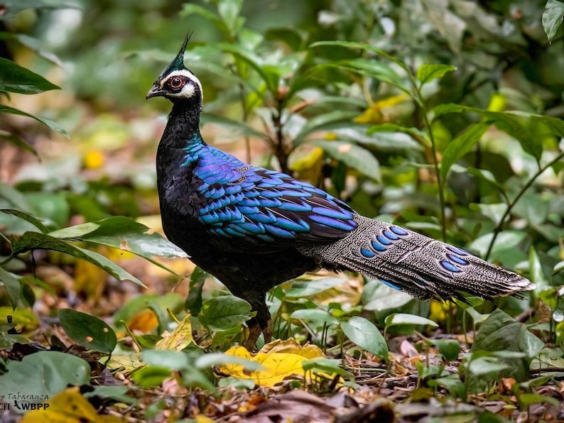 Palawan Peacockpheasant/ Mirror Peacock Bird Tail Feathers. - Etsy