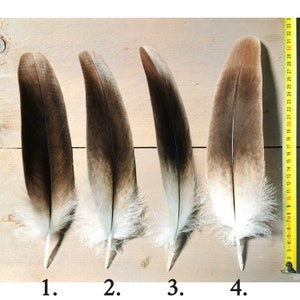 Plumas de buitre leonado pequeñas/medianas. Obtenido éticamente de la muda, limpiado y restaurado. imagen 2