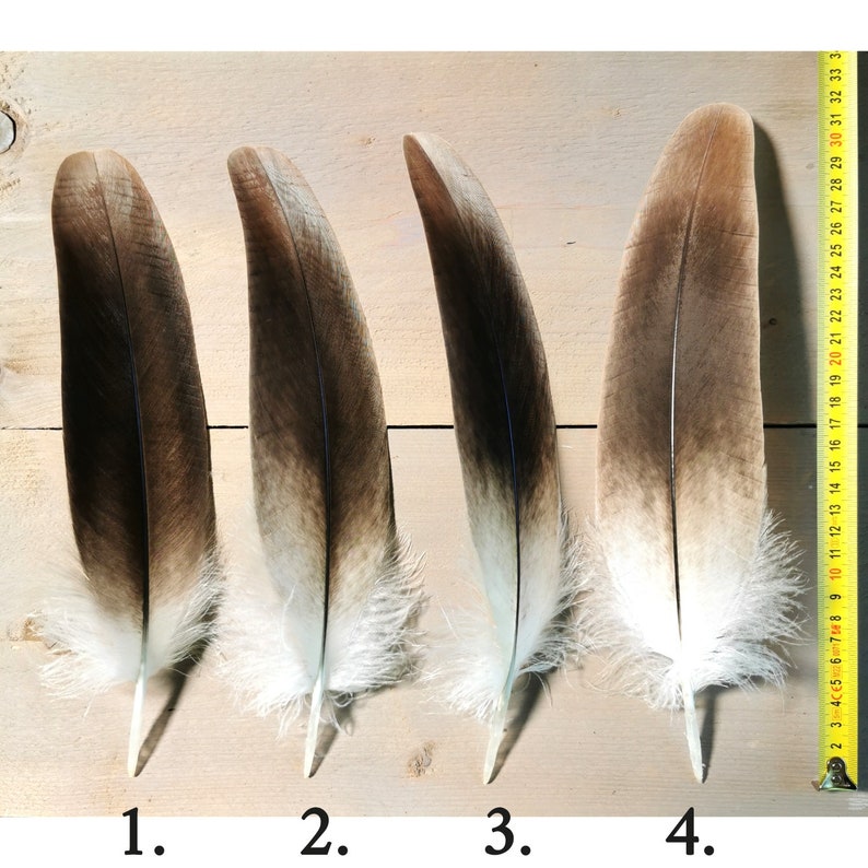 Small/medium Griffon Vulture feathers. Ethically sourced from molt, cleaned and restored. image 2