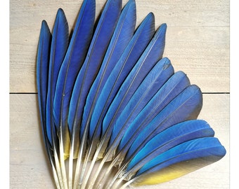 Conjunto de 5 plumas de guacamayo azul/amarillo. Procedente éticamente de la muda.