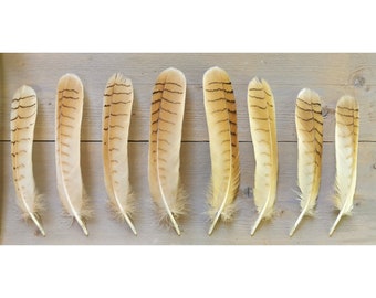 Siberian eagle owl Tailfeathers. Ethically sourced, cleaned and restored