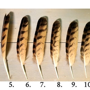 Owl feathers. Eagle. Owl. Ethically sourced from molt. Cleaned and restored zdjęcie 3