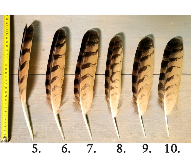 Owl feathers. Eagle. Owl. Ethically sourced from molt. Cleaned and restored zdjęcie 3