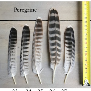 Rare falcon and kestrel tailfeathers from different species. ethically sourced from molt. cleaned and restored zdjęcie 5