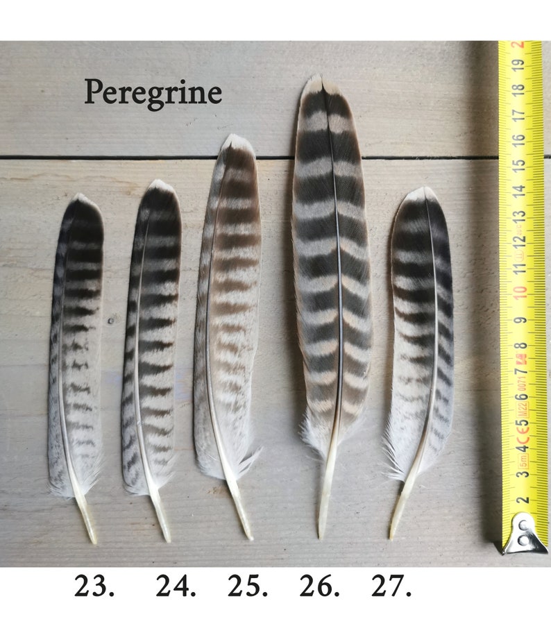 Rare falcon and kestrel tailfeathers from different species. ethically sourced from molt. cleaned and restored zdjęcie 5