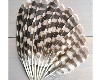 Owl wing and tailfeathers. ethically sourced from molt. cleaned and restored. Ural