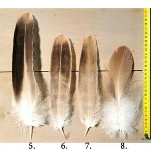 Plumas de buitre leonado pequeñas/medianas. Obtenido éticamente de la muda, limpiado y restaurado. imagen 3