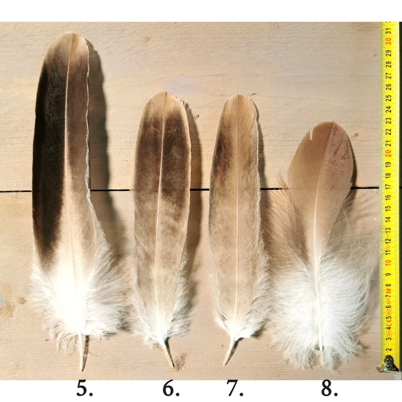 Small/medium Griffon Vulture feathers. Ethically sourced from molt, cleaned and restored. image 3